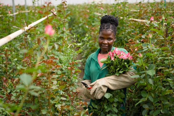 Fairtrade roseproduksjon